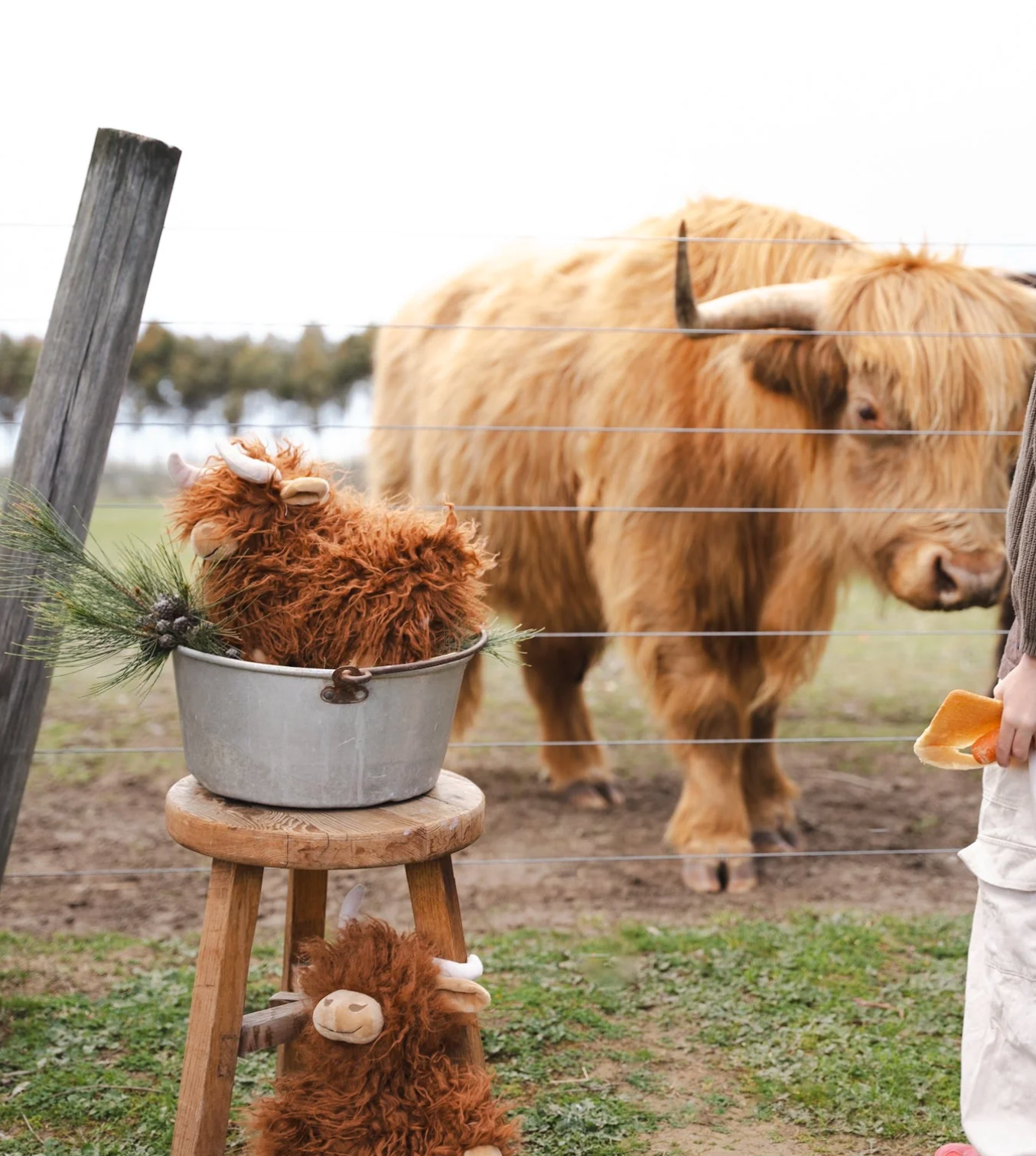 Heidi the Highland Cow - Rust
